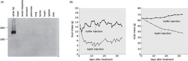 The data in Figure Q8-34 are from a set of experiments that provide evidence that leptin is a feedback signal to control food intake. The mice used were Ob/Ob mice. Figure Q8-34 A. Figure Q8-34A is a Northern blot that shows staining to leptin mRNA. What can be concluded from this experiment? B. What happened to the mice in Figure Q8-34B and what can be concluded? C. Why is the buffer injection necessary for both experiments shown in Figure Q8-34B?