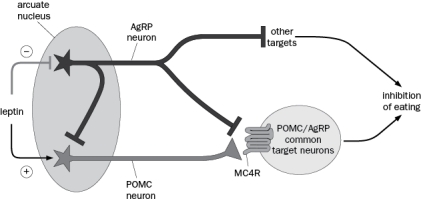 Leptin inhibits AgRP neurons and excites POMC neurons. AgRP neurons release GABA and neuropeptide Y (NPY) on POMC neurons in the arcuate nucleus (Figure Q8-35). Figure Q8-35 A. Describe the basic idea of an experiment that would show that agouti-related protein (AgRP) neurons are (1) necessary and (2) sufficient for food intake. B. What are the two major ways that the AgRP neurons inhibit the activity and actions of the POMC neurons? C. Based on the circuitry shown above, how does leptin inhibit eating?