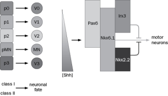 Various concentrations of Shh along the dorsoventral axis serve to activate or repress several transcription factors which then act in combination to specify neural progenitor domains and, ultimately, neurons (Figure Q7-5). The spinal cord progenitor domain in which Pax6 and Nkx6.1, but not Irx3 or Nkx2.2, are expressed will give rise to: Figure Q7-5 (a) V3 interneurons. (b) V2 interneurons. (c) V1 interneurons. (d) V0 interneurons. (e) motor neurons.