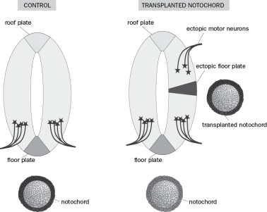In early dorsoventral patterning studies, researchers found that transplanting a notochord from another embryo was sufficient to induce the expression of floor plate markers and motor neuron markers in a chick embryonic spinal cord explant (Figure Q7-6). What are some experiment(s) that could provide evidence that Shh is the specific signal that is both necessary and sufficient for the induction of ventral cell fates such as motor neurons? Figure Q7-6