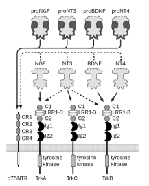 TrkB knockout mice die early in postnatal life due to an inability to feed. A. In the current model for neurotrophin and receptor function, pro-neurotrophins have high affinity for p75NTR, while mature neurotrophins act through one or more Trk receptors. Based on Figure Q7-22, would you expect a BDNF knockout mouse to have a more or less severe phenotype than the TrkB knockout? Briefly explain your reasoning. Figure Q7-22 B. Now consider the observation that many, perhaps most, neurons that express TrkB also express TrkA or TrkC. How does this alter your prediction? Assembly of Olfactory Circuits: How Do Neural Maps Form?
