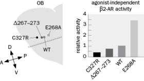 cAMP-signaling-deficient ORNs fail to express Nrp1 and mistarget to more anterior glomeruli. When transgenic ORNs express various versions of the β2-adrenergic receptor (Figure Q7-25), what should their relative levels of Nrp1 expression be, from lowest to highest? Figure Q7-25