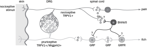 If an experimenter were to express light-activated channelrhodopsin in a mouse using the Bhlhb5 promoter, what behavioral outcome would support the current model for responses to itchy vs. painful stimuli? (See Figure Q6-37.) Figure Q6-37