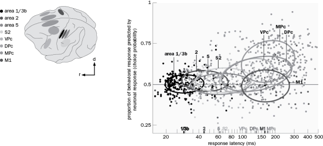 In monkeys trained to report detection of a vibratory stimulus, activity in which part of the cortex most accurately predicted a behavioral response signifying perception (Figure Q6-42)? Figure Q6-42 (a) Primary somatosensory cortex (b) Secondary somatosensory cortex (c) Premotor cortex (d) Primary motor cortex (e) None of the above