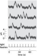 The responses of a single rod to light flashes were recorded in Figure Q4-7. Figure Q4-7 A. What happened to the rod when it was stimulated with flashes of light? B. Why is the lack of responses so important?