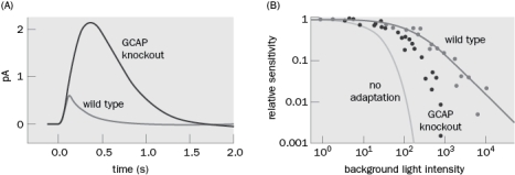 Our visual system has a remarkable dynamic range. When you go to a matinee movie (during the daytime) and walk out of the theater it is difficult to see. After a few minutes your eyes adapt to the new light levels. Some of the molecular mechanisms of light adaptation are known and most involve changes in Ca<sup>2</sup><sup>+</sup> concentration. Figure Q4-13 A. Based on the data from the experiments shown in Figure Q4-13, what is one mechanism of adaptation? Figure Q4-13A shows the dark-adapted response to a flash of light in wild type and GCAP knockout mice. Figure Q4-13B shows the rod response to a flash of light relative to the same flash after dark adaptation. B. What is the probable molecular mechanism of reduced light adaptation involving GCAP?
