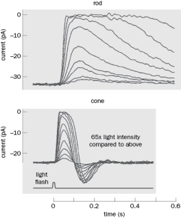 Figure Q4-14 shows the currents from a rod and a cone in response to increasing magnitude of light flashes. How do these responses contribute to the higher sensitivity in low light and higher acuity in daylight conditions? Figure Q4-14