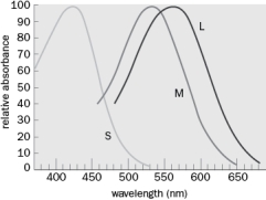 Figure Q4-15 the spectral sensitivity of human cones. Figure Q4-15 A. What three wavelengths do we respond best to? B. Which cones would respond to a very bright light whose wavelength was between 450 and 500 nm?