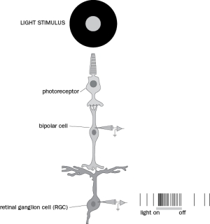 In the photoreceptor, stimulation of light results in an increase or decrease in glutamate release? Explain your answer. Questions 4-25 and 4-26 refer to Figure Q4-25. You record from an on-center ganglion cell in complete darkness, present a light stimulus (horizontal bar), and elicit an increase in the number of action potentials in the RGC as in Figure Q4-25. Figure Q4-25