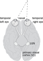 An object of interest is to your right. The light from this object excites the temporal left eye and the nasal right eye as in Figure 4-32. Figure 4-32 A. What happens to the organization of that image from the retina to the LGN and then to primary visual cortex? That is, what is the anatomical organization of the visual circuitry? Include the organization of the terminal projections in the LGN and cortex. B. What would the projection pattern look like if you traced the path from two neighboring RGC from the left eye to the LGN and cortex?