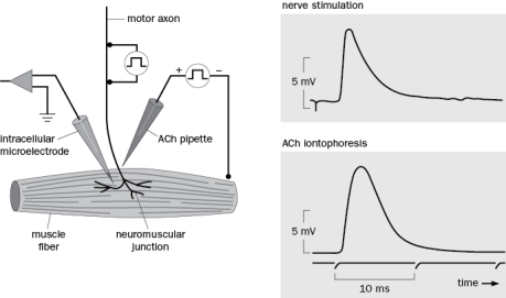 A series of critical experiments showed the properties of chemical synaptic transmission at the neuromuscular junction. One of these is shown in Figure Q3-1 in which the voltage across the membrane was recorded with an intracellular electrode. Figure Q3-1 A. What happened when the motor axon was stimulated? B. The investigators then applied ACh to the muscle via iontophoresis in the presence of TTX. Why did they use TTX? C. The elicited response of ACh iontophoresis was similar to nerve stimulation. What did this tell the investigators?