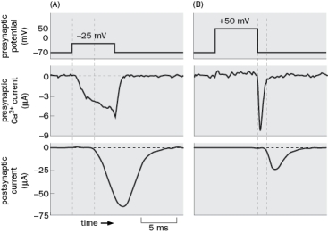 Figure Q3-6 is from an experiment that helped show that neurotransmitter release is triggered by presynaptic Ca<sup>2+</sup>. In panel A, the presynaptic membrane potential was clamped at -25mV. Figure Q3-6 A. How did they know Ca<sup>2+</sup> entered the presynaptic neuron? B. What happened in the postsynaptic neuron? C. In panel B, the presynaptic membrane potential was clamped at -50mV. Why was there no net current during the presynaptic depolarization? D. Why was there a current after the presynaptic potential was clamped back to -70mV? E. What happened to the delay in postsynaptic current with the +50mV presynaptic depolarization?