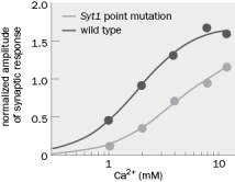 Syt1 point mutation is a point mutation in synaptotagmin-1. How did the experiment shown in Figure Q3-12 show that synaptotagmin was probably the Ca<sup>2+</sup> sensor? Figure Q3-12 B. What would the synaptotagmin-1 mutant response look like if synaptotagmin was not the Ca<sup>2+</sup> sensor?