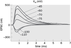 You identify a new neurotransmitter and call it Jerrionin. In order to characterize the actions of this neurotransmitter, you conduct an experiment in which you stimulate the Jerrionin-containing neuron while recording the postsynaptic current using voltage clamp. You get the following results: Figure Q3-27 A. Draw the I-V curve for this response. B. What is the reversal potential for the Jerrionin receptor? Why did you choose that value? C. What ion/s is/are most likely to have a high conductance through the Jerrionin channel?