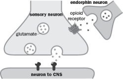 One way that nociception (the sensation of pain) is modulated is by presynaptic inhibition of transmitter release from the nociceptive sensory neuron onto its postsynaptic target that takes information to the central nervous system (Figure Q3-48). Endogenous opioids (endorphins) are released onto the presynaptic terminal of the nociceptive sensory neuron. Figure Q3-48 A. If endorphins eventually result in an increased probability of Ca<sup>2</sup><sup>+</sup> channel closure, what will happen to the amount of glutamate release from the sensory neuron? Increase or decrease? B. What would happen to Ca<sup>2+</sup> channels if a G protein were activated in the absence of endorphin release? C. Would endorphin result in synaptic facilitation or depression?