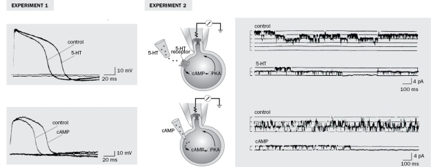 Synaptic transmission can be potentiated by release of serotonin on the presynaptic terminal. In the experiments shown in Figure Q3-49, investigators used intracellular recording of the neuron and whole-cell patch recording of the potassium channels to understand how serotonin influences the action potential. Figure Q3-49 A. In experiment 1, what happened to the action potential when cAMP and serotonin (5-HT) were added to the extracellular space of the neuron (top trace) and cAMP was injected intracellularly into the neuron (bottom trace)? B. In experiment 2, what happened to the potassium channel activity when serotonin was added to the outside of the cell and cAMP was added to the inside of the cell? C. Summarize all the figures. How does serotonin increase the duration of the action potential (include the second messengers in your answer)?