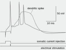 In Figure Q3-52, a 5-ms depolarizing current pulse was injected into the soma, which produced a single action potential that was recorded in the cell body. Right after that, the distant dendrites of the neuron were activated, which generated a dendritic spike, which propagated to the cell body and resulted in two additional somatic action potentials. What would happen to (A) the first and (B) the second two action potentials if you blocked the dendritic action potentials? Figure Q3-52