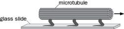 Figure Q2-10 shows an interpretive drawing of a microtubule moving rightward on a glass slide to which a substance purified from squid axoplasm had been immobilized, in the presence of ATP. Figure Q2-10 A. What is the substance that was purified that allows movement of the microtubule? B. What would happen if a non-hydrolyzable form of ATP was added to the solution?