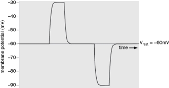 Label depolarization, repolarization, and hyperpolarization in Figure Q2-14. Figure Q2-14