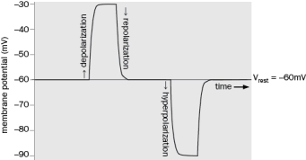 See Figure AHyperpolarization is more negative and depolarization is more positive. The first hyperpolarization and second depolarization could also be considered 'repolarization' as the voltage across the membrane is repolarizing back to rest.   