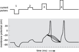 Label Figure Q2-29 with the following terms: action potential threshold, action potential, subthreshold stimulus, suprathreshold stimulus. Figure Q2-29 B. In Figure Q2-29, stimulus 4 is of larger amplitude than stimulus 3. What happened to the action potential when a larger stimulus was provided and why? C. In Figure Q2-29, what do you predict would happen if you increased the duration of stimulus 4? How Do Electrical Signals Propagate from the Neuronal Cell Body to Its Axon Terminals?