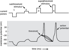 A.The threshold is the voltage at which an action potential is generated. In Figure Ait is the point at which there are some 'failures' and a single action potential (2) The subthreshold stimulus refers to the current pulse stimulus that is given that does not generate an action potential. Either stimulus 1 or 2 are correct. The suprathreshold stimulus refers to any stimulus that generates an action potential. In this case, either of the last two stimuli is correct.   Figure A2-29 B. The rise time of the action potential is faster. This is because the larger current is able to activate more sodium channels, which brings the membrane potential to threshold faster by starting the regenerative process faster. C. If you increase the duration of the stimulus, you will get more action potentials per unit time. If this is a neuron with different intrinsic membrane properties you may get different activity patterns, but the basic answer is an increase in frequency of action potentials.