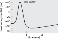 In order to test the hypothesis that the rising phase of the action potential is caused by Na<sup>+</sup> influx, researchers recorded the magnitude of the action potential when in a normal solution (like sea water) and then again after increasing the extracellular Na<sup>+</sup> concentration. What do you predict will happen to the action potential with the increased extracellular Na<sup>+</sup> concentration and why? Draw the action potential on Figure Q2-30. Figure Q2-30