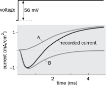 Using the voltage clamp technique, Hodgkin and Huxley found an early inward current and a later outer current (Figure Q2-32, recorded current). What would happen to the current if you would apply tetrodotoxin to the bath before changing the voltage across the membrane? Please select between currents A and B and explain your answer. Figure Q2-32