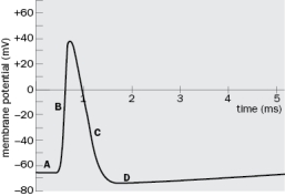 For each labeled point (A-D) on the action potential shown in Figure Q2-34, state whether the conductance through voltage-dependent Na<sup>+</sup> and K<sup>+</sup> channels is low, high, or no conductance. Explain. [Note: For this answer, ignore conductance through leak channels.]   Figure Q2-34<div style=padding-top: 35px> 