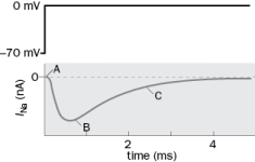 Figure Q2-37 shows a whole-cell sodium current (bottom trace) elicited by stepping the membrane potential from -70 mV to 0 mV (top trace). The dashed line is 0 nA. Upon depolarizing the membrane, there is an inward current. This whole-cell current is a reflection of the cumulative activity of many individual ion channels. What is the probable state of an individual sodium channel at each point (A, B, and C)? Figure Q2-37