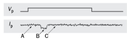 Figure Q2-38 shows the response of a single Na<sup>+</sup> channel patch clamp recording. Which individual ion channel state best describes the current in A, B, and C? Figure Q2-38