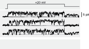 You are in a lab and conduct a patch clamp experiment (Figure Q2-39) in which you change the voltage across the membrane by +20 mV (top trace). You record the resulting single channel current (lower three traces). Based on these single channel currents, what do you think the whole-cell current would look like? Figure Q2-39