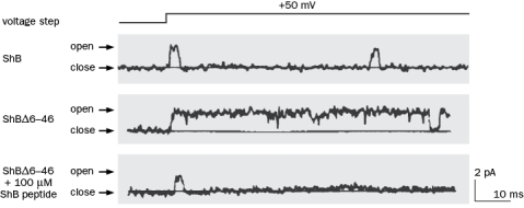 Figure Q2-42 shows a patch clamp recording from the Shaker channel (ShB). What is the presumed molecular mechanism for inactivation of the channel? Figure Q2-42 (a) Several positively charged amino acids in S4 (b) Several negatively charge amino acids in S4 (c) The N-terminal 'ball-and-chain' (d) A block by Na<sup>+</sup> ions