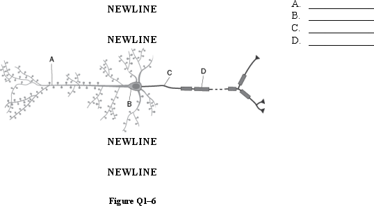 Indicate the name of the structure found at each location in Figure Q1-6.