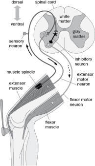 In the simple knee-jerk reflex circuit (Figure Q1-13): Figure Q1-13 (a) sensory neuron connectivity exemplifies divergent excitation. (b) sensory neuron axons terminate directly on the extensor muscles to stimulate contraction. (c) sensory neurons form monosynaptic connections with the flexor motor neurons. (d) sensory neuron excitation stimulates contraction of the flexor muscle. (e) All of the above