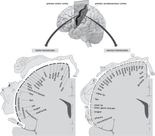 Figure Q1-15 shows the sensory and motor cortical homunculi in humans. In both cases: Figure Q1-15 (a) the topographic map is distorted, with overrepresentation of heavily innervated body parts such as the hand and mouth. (b) each side of the brain processes information corresponding to the opposite side of the body. (c) the order of representation along the mediolateral axis roughly corresponds to that of the rostrocaudal body axis (reversed). (d) the functions of specific regions were defined using electrical stimulation of epilepsy patients. (e) All of the above
