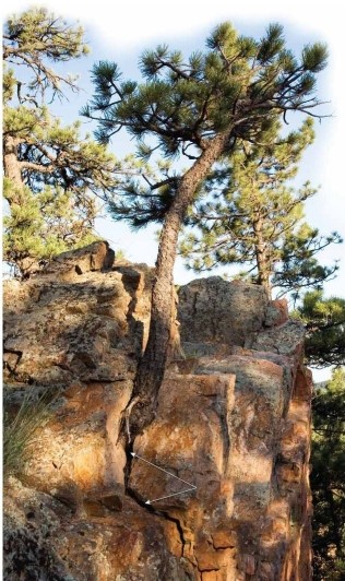 <strong>  What form of physical weathering is shown in this image?</strong> A)frost wedging B)sheeting C)root wedging D)hydrolysis <div style=padding-top: 35px> 