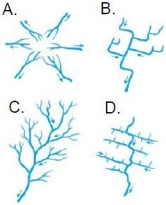 <strong> Which of the drainage patterns shown here might develop on relatively uniform surface materials?</strong> A)A B)B C)C D)D