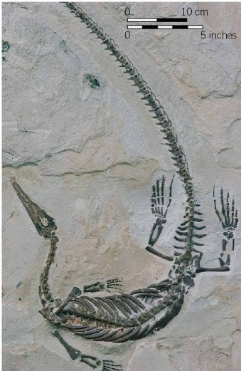 Examine the image. It shows ________, a freshwater reptile whose fossils Alfred Wegener cited as evidence of continental drift.