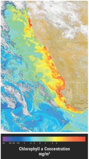   Examine the satellite view of chlorophyll concentrations in the southern Atlantic Ocean along the southwest coast of Africa (the nations of Namibia and South Africa). Which of the following statements offers the best explanation for the observed pattern(s)?