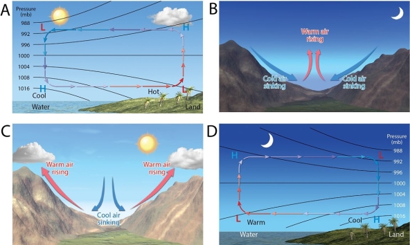 <strong> Which of the four breezes shown in this figure best illustrates a land breeze?</strong> A)A B)B C)C D)D