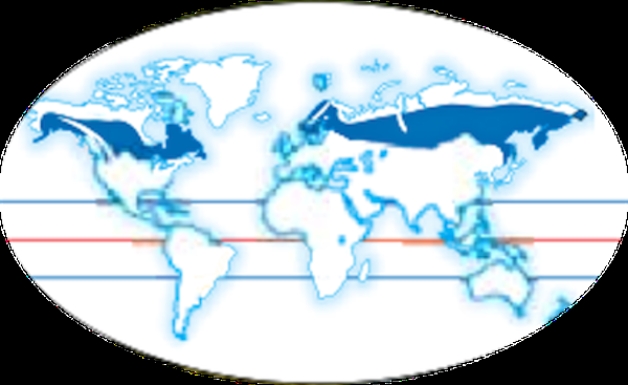 <strong> Which ecosystem is shown in the shaded areas of this global map?</strong> A)Desert B)Coniferous forest C)Tropical rainforest D)Temperate rain forest E)Grassland