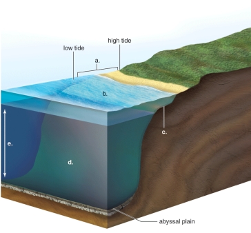 <strong>Figure: This figure shows a coastal ocean ecosystem.What does b represent?</strong> A)The deep sea water B)The euphotic zone C)The intertidal zone D)The continental shelf E)The pelagic zone