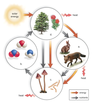 <strong>Figure: This figure shows energy flow and chemical cycling in an ecosystem.What does b represent?</strong> A)Solar energy B)Producers C)Inorganic nutrients D)Decomposers E)Consumers