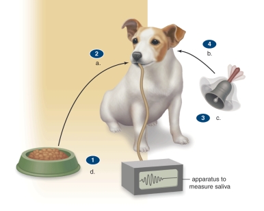 <strong>Figure: This figure shows an example of classical conditioning.What does C represent?</strong> A)An unconditioned stimulus B)A conditioned stimulus C)A conditioned response D)An imprinted response E)An unconditioned response
