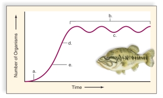 <strong>Figure: This figure shows a logistic growth curve.What does C represent?</strong> A)The deceleration phase B)The biotic phase C)Stable equilibrium phase D)The lag phase E)The exponential growth phase