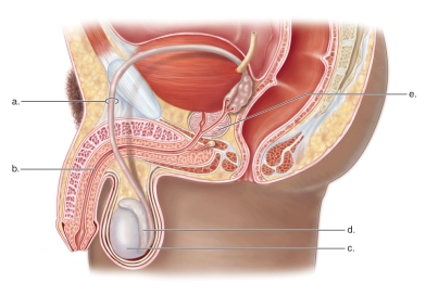 <strong>Figure: This figure shows the anatomy of the male reproductive system.What does A represent?</strong> A)The testis B)The vas deferens C)The prostate gland D)The epididymis E)The urethra