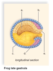 <strong>Figure: This figure shows the late gastrula stage in frog development.What does a represent?</strong> A)Endoderm B)Ectoderm C)Yolk plug D)Gut E)Mesoderm