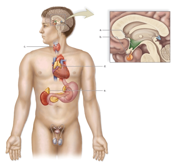 <strong>Figure: This figure shows the organs and glands of the endocrine system.What does B represent?</strong> A)The thyroid gland B)The thymus gland C)The adrenal glands D)The pituitary gland E)The hypothalamus