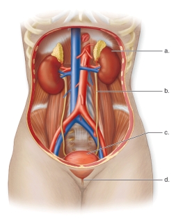 <strong>Figure: This figure shows the anatomy of the human urinary system.What does d represent?</strong> A)The urinary bladder B)The kidney C)The urethra D)The ureter E)The renal artery